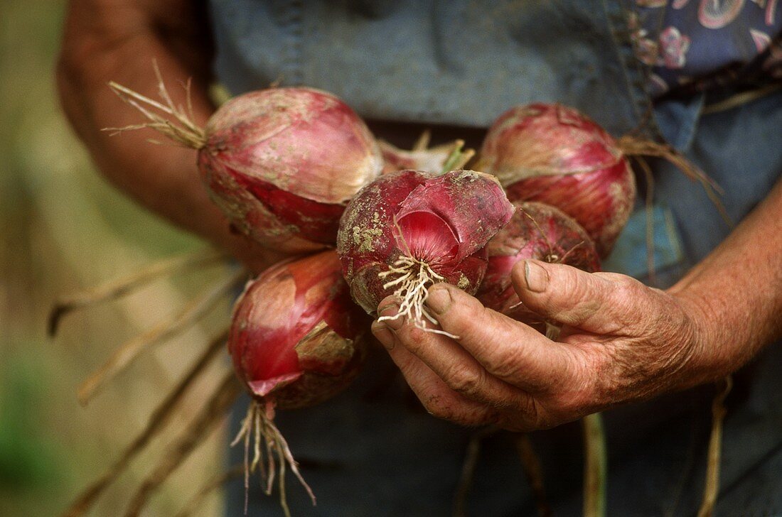 Red onions in the hand of an old farmer's wife