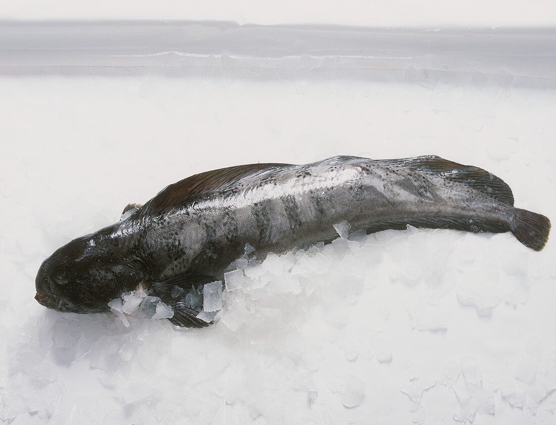 Fresh catfish on ice