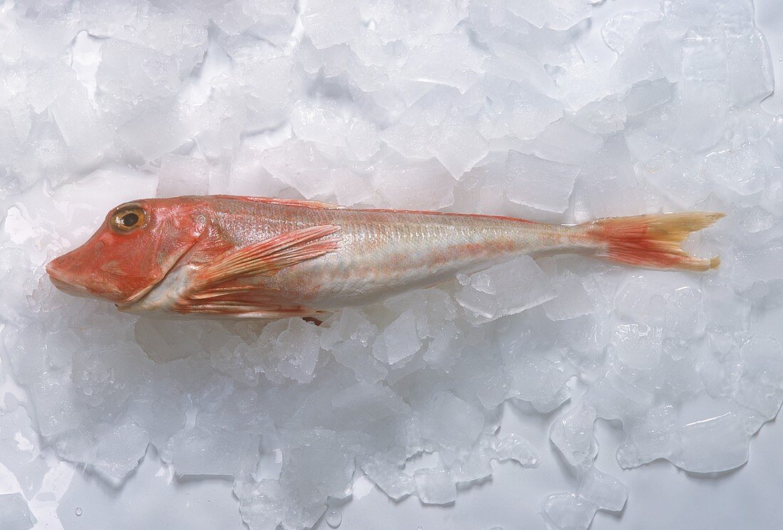 Fresh gurnard on ice