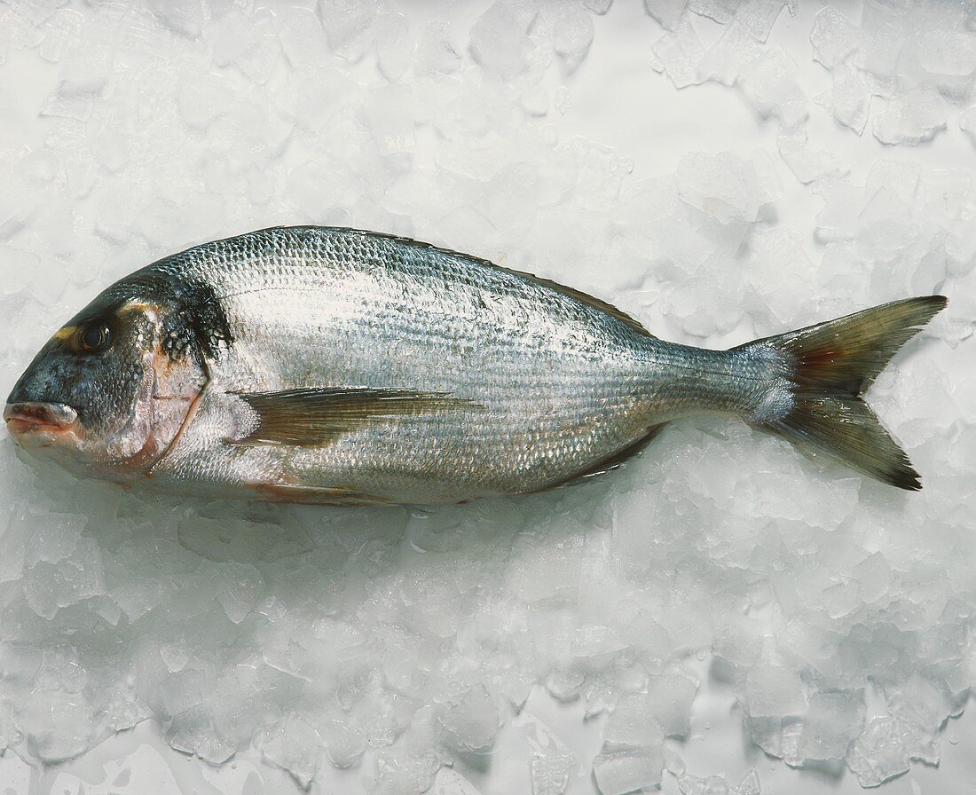 Fresh sea bream on ice