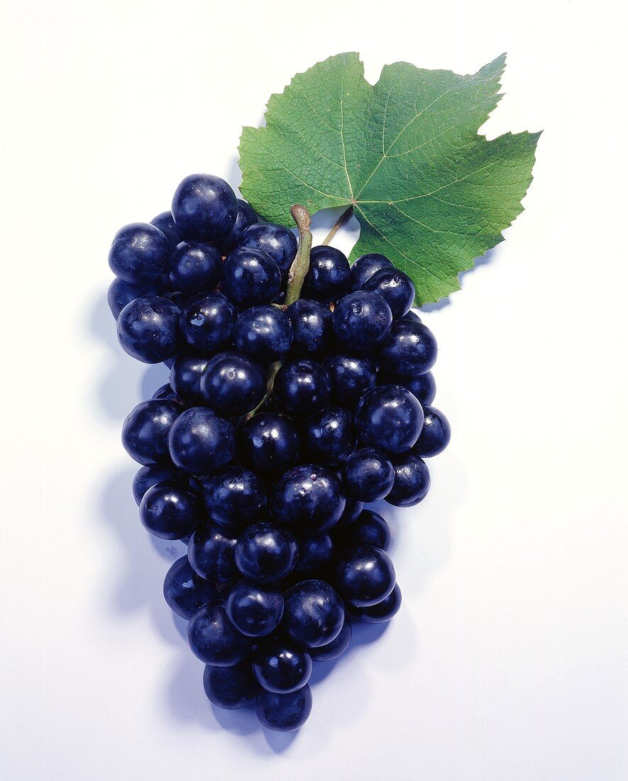 Black grapes with leaf
