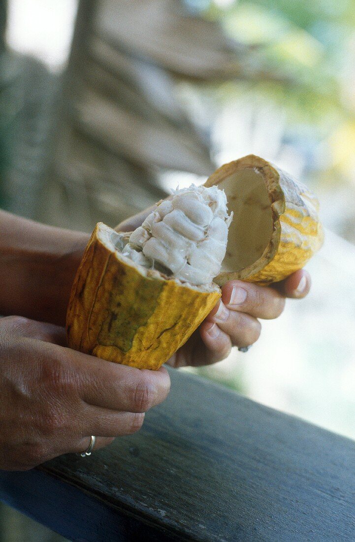 Hände halten Kakaofrucht mit Kakaobohnen
