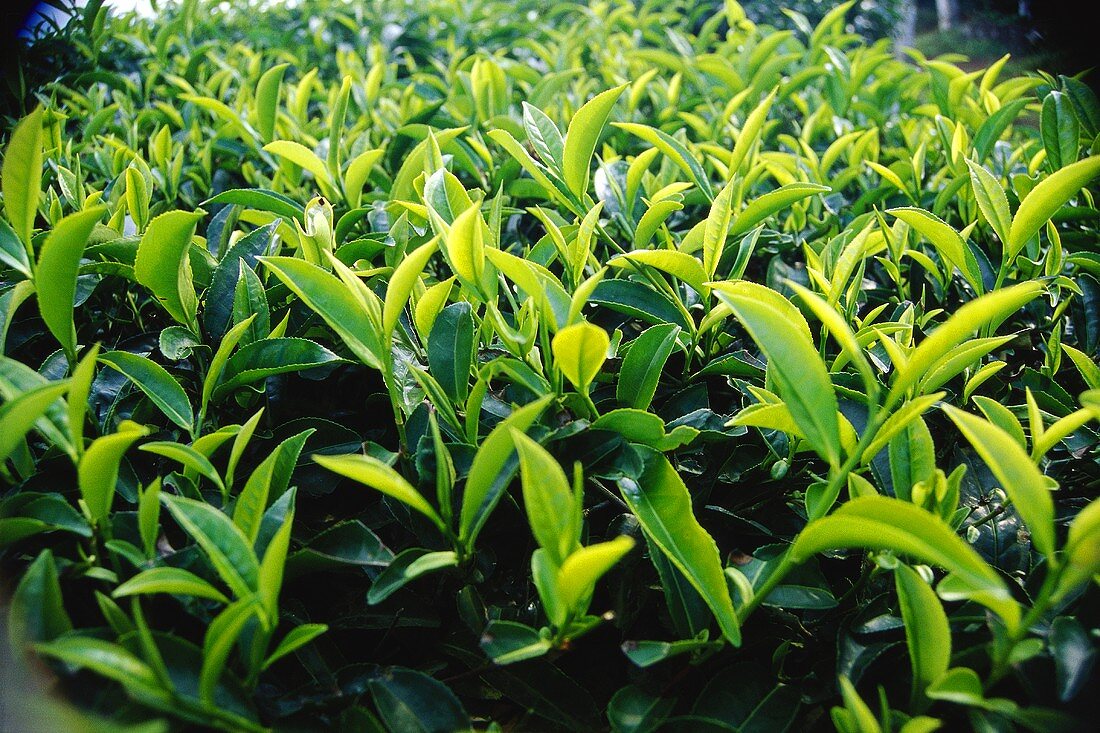 Teepflanzen (Indien; bildfüllend)
