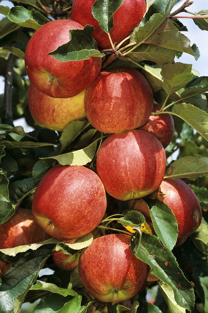 Apples (Royal Gala variety) on the tree