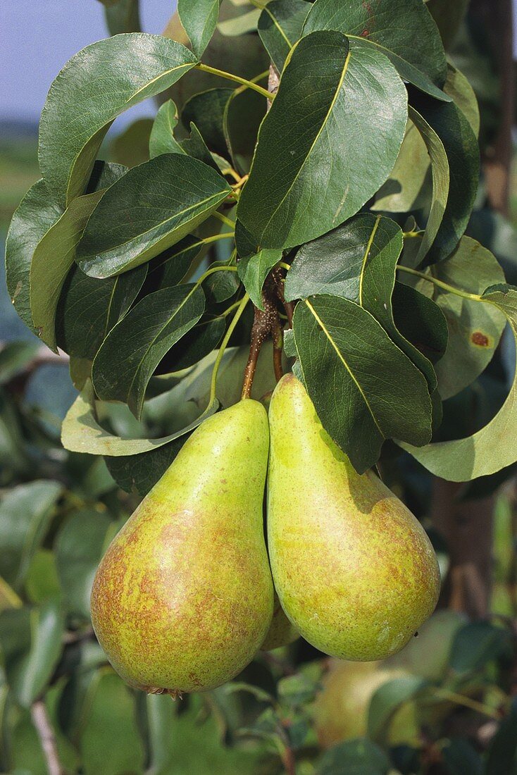 Pears (Concord variety) on the tree