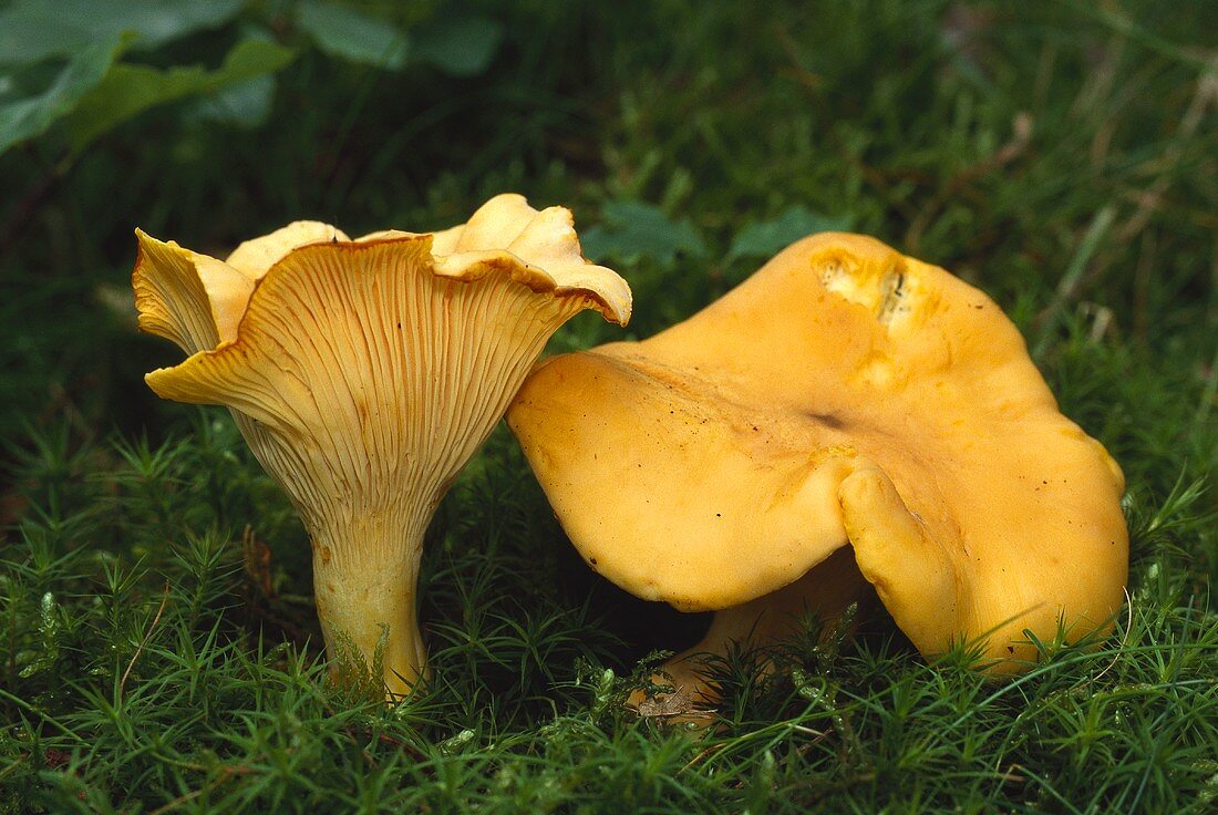 Chanterelles (Cantharellus cibarius) on the forest floor