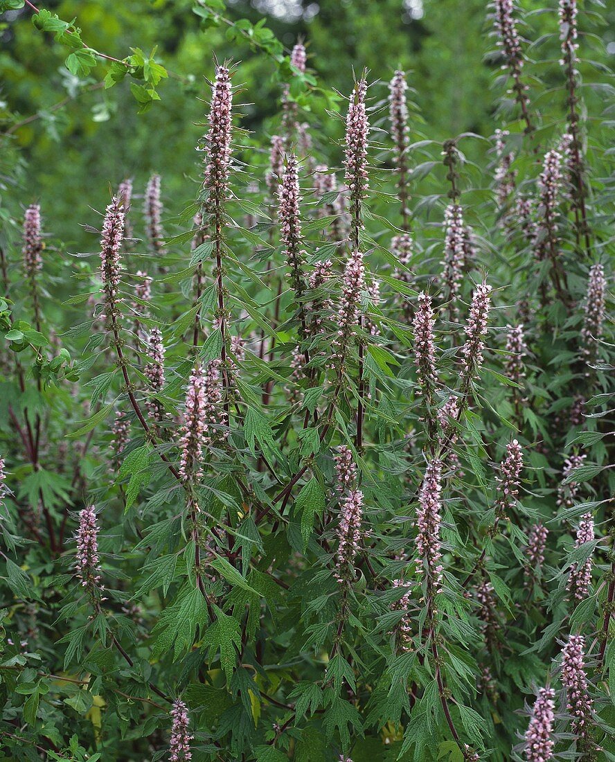 Herzgespann (Leonurus cardiaca) mit Blüten