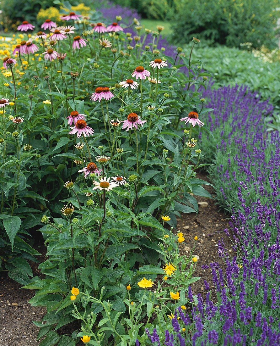 Purple coneflower, lavender and marigolds in herb garden