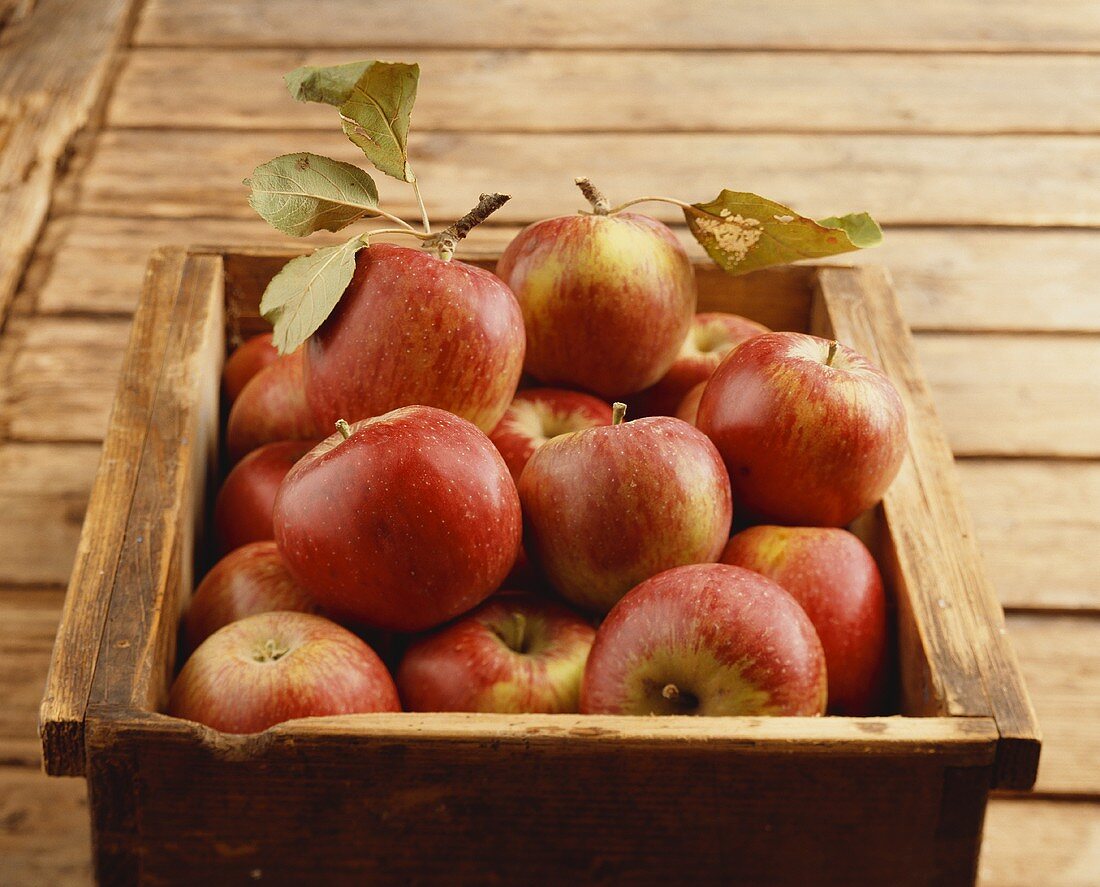 Apples (Riesenborten, old variety) in wooden crate