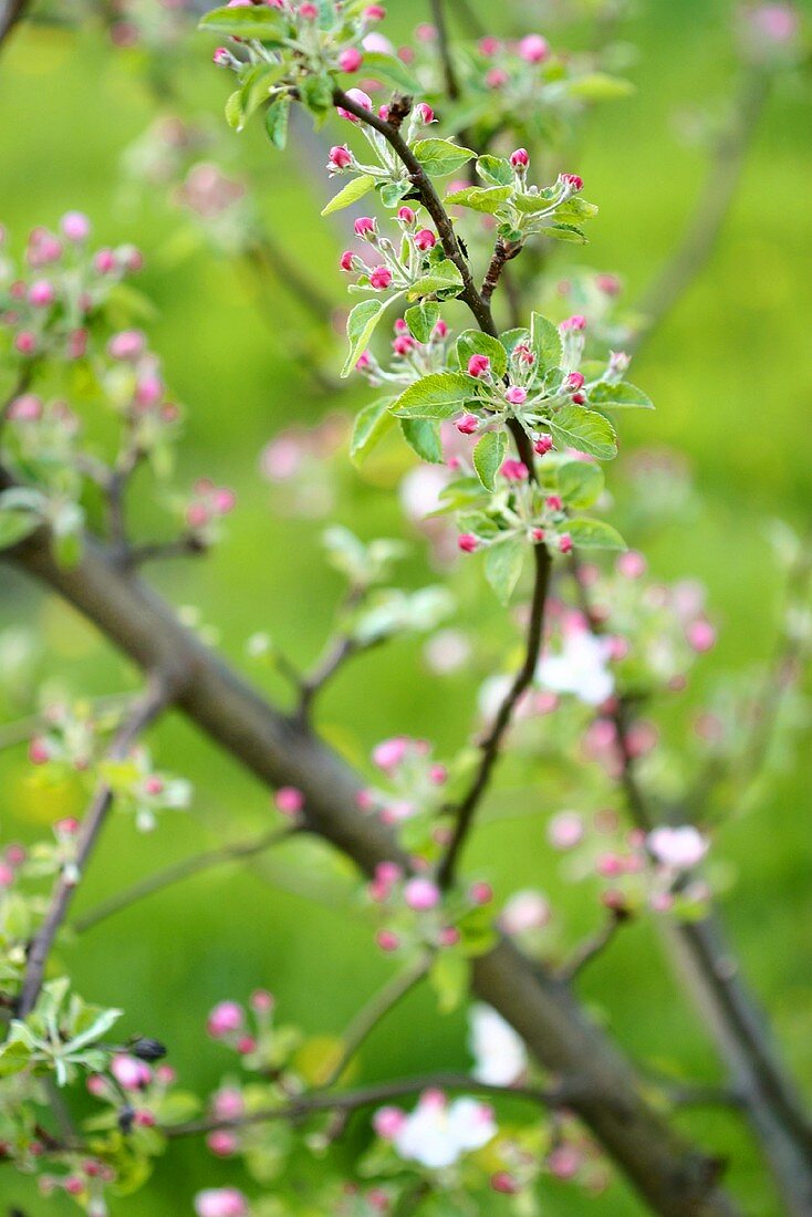 Branches of apple blossom
