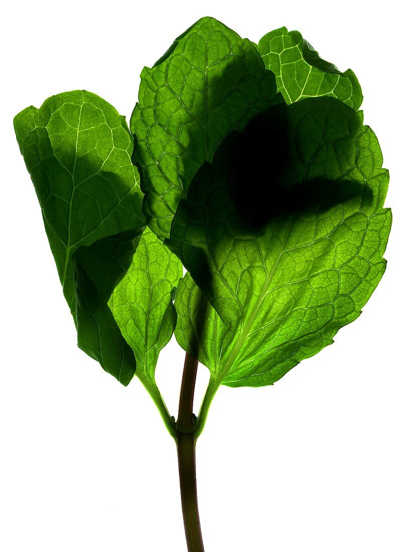 A mint leaf