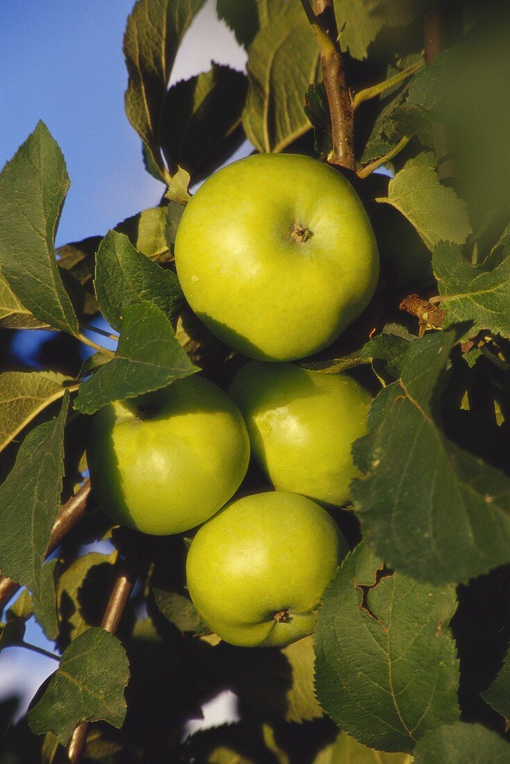 Äpfel, Sorte Blenheim, am Baum