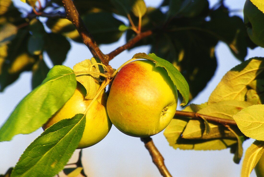 Äpfel, Sorte Bittenfelder, am Zweig