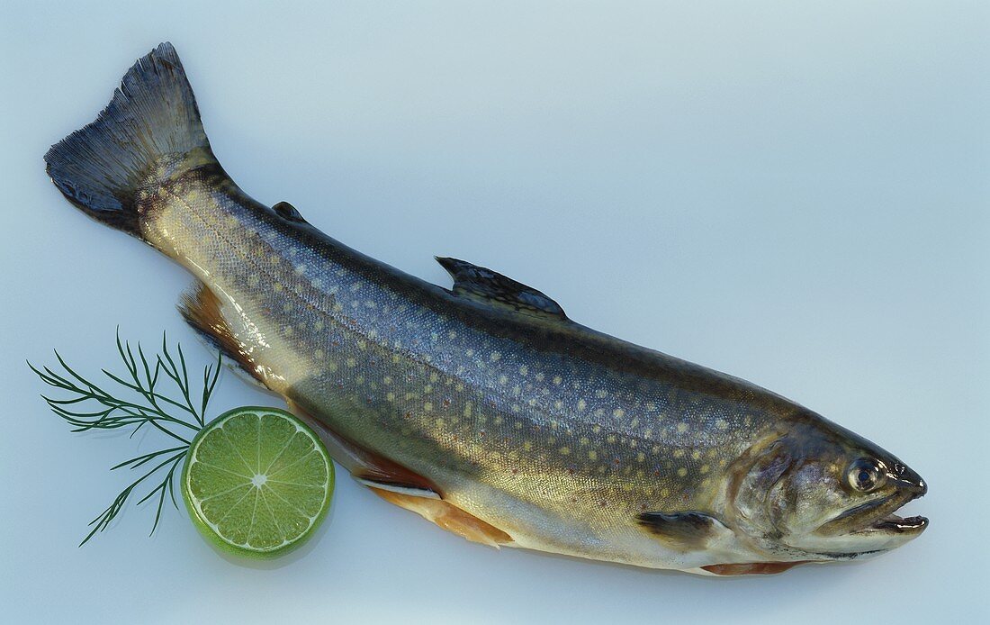 Fresh brook trout