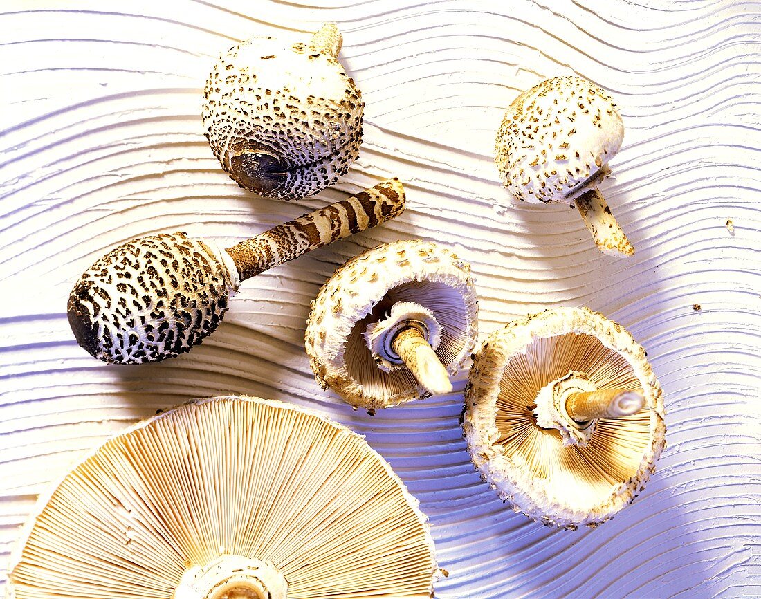 Fresh parasol mushrooms