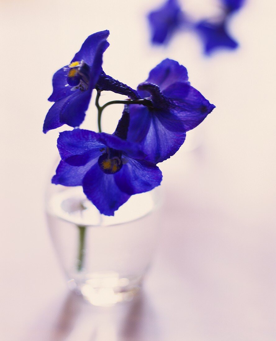 Delphinium in glass of water