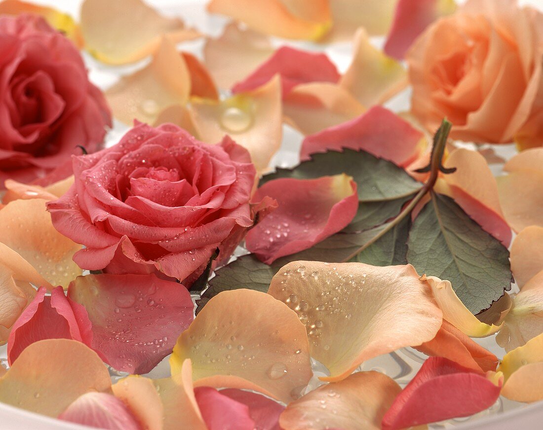 Rosenblätter und Rosen in Wasserschale