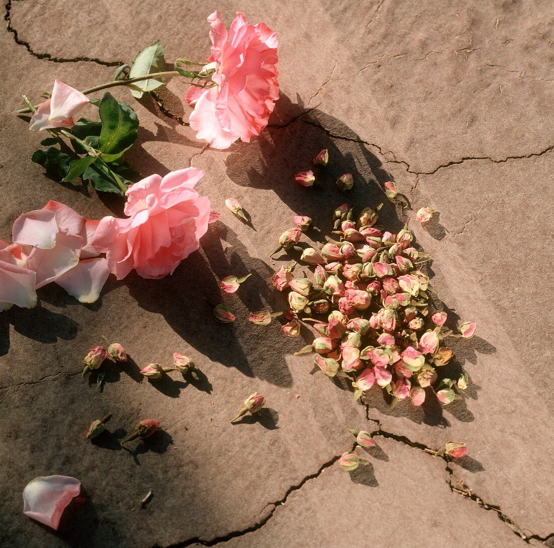 Roses and dried rose-buds