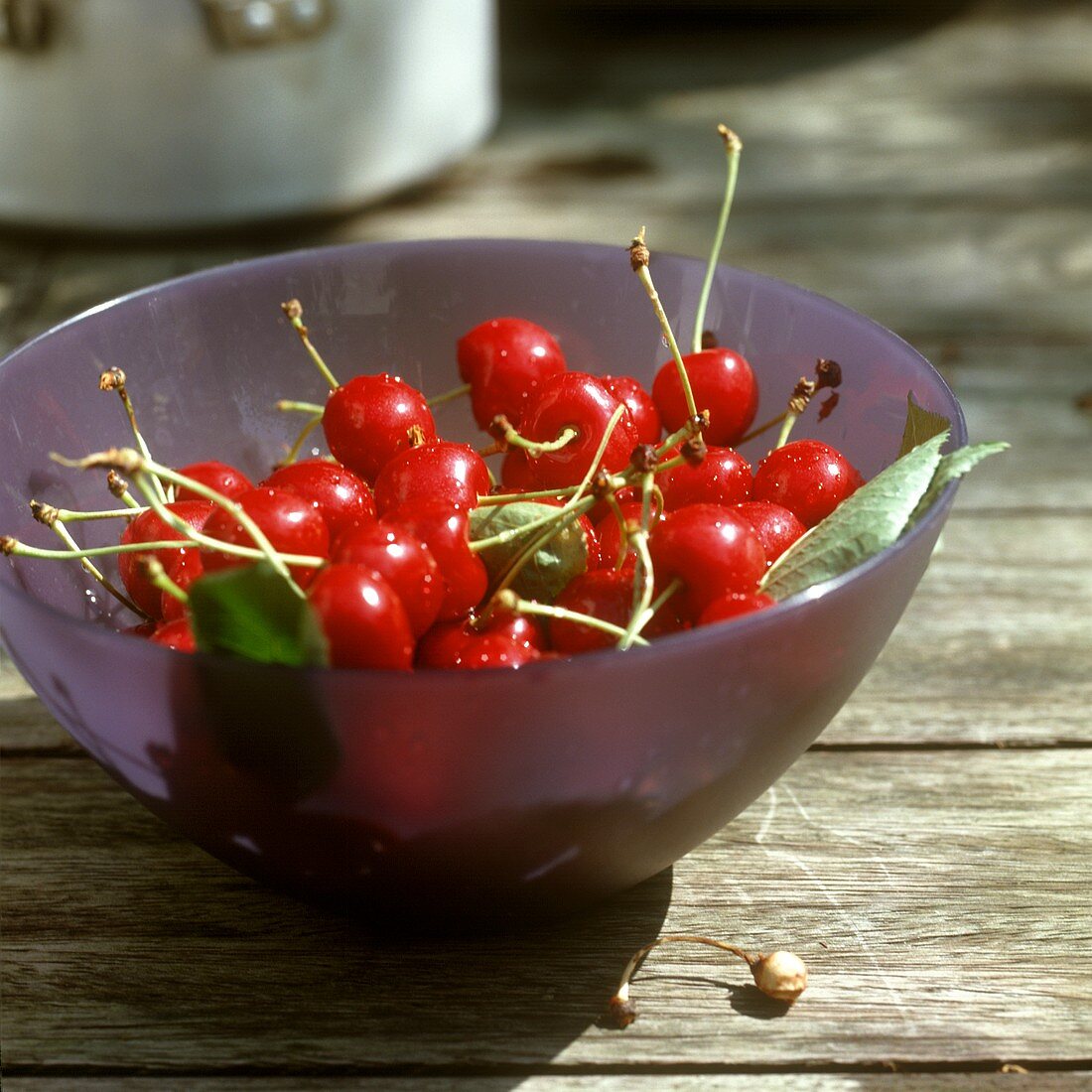 Sour cherries with leaves in purple bowl