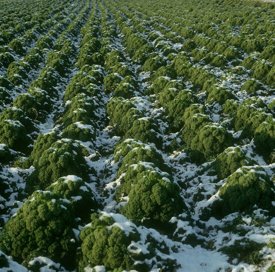 Kale in snow-covered field