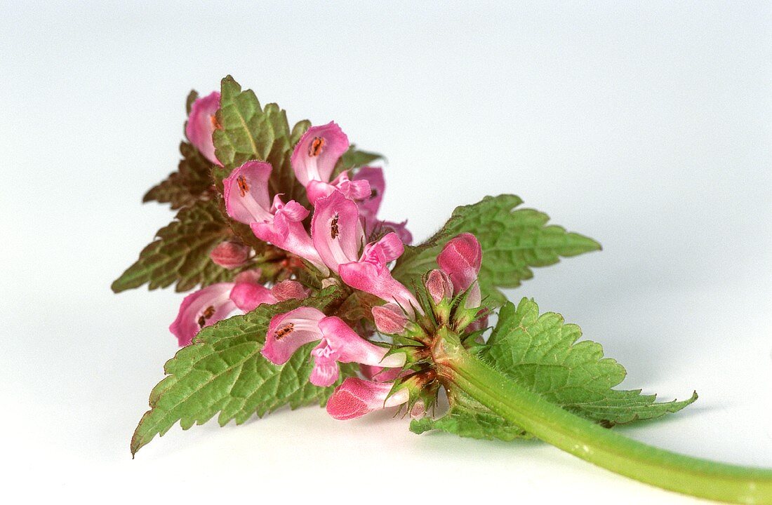 Variegated dead-nettle with flowers