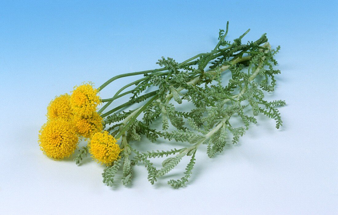 Heiligenkraut mit Blüten