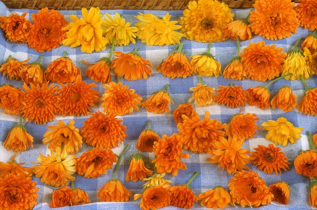Marigolds, laid out to dry