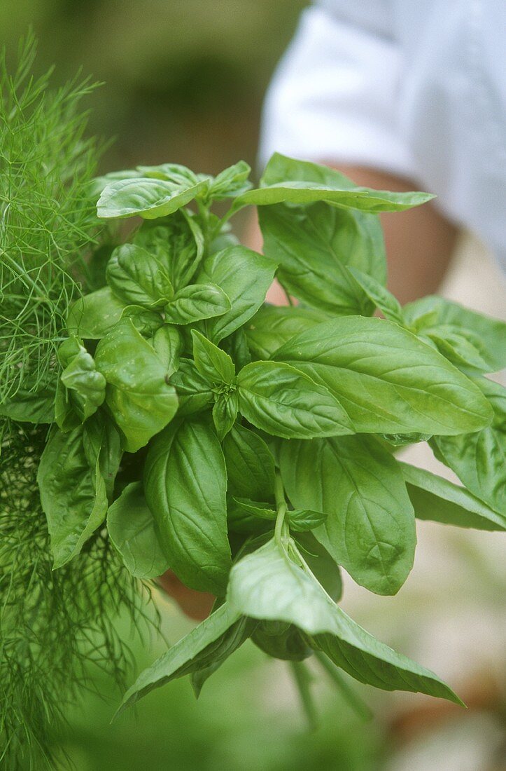 Hand holding bunch of fresh basil