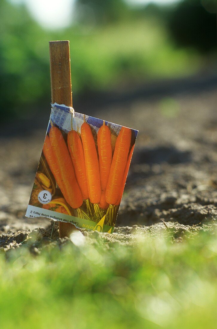 Sowing carrot seed in the field