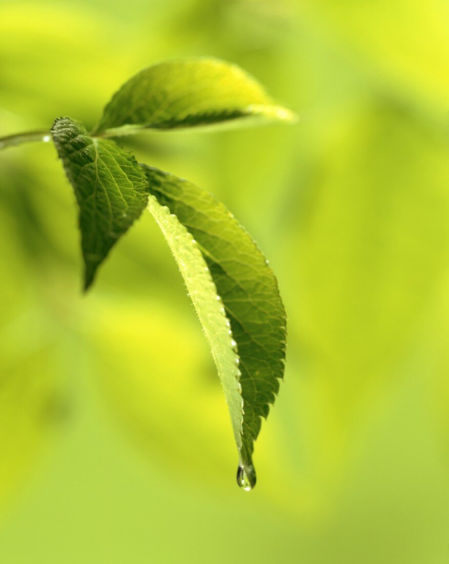 Mint leaf with drops of water