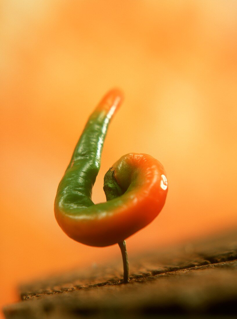 Fresh chili pepper