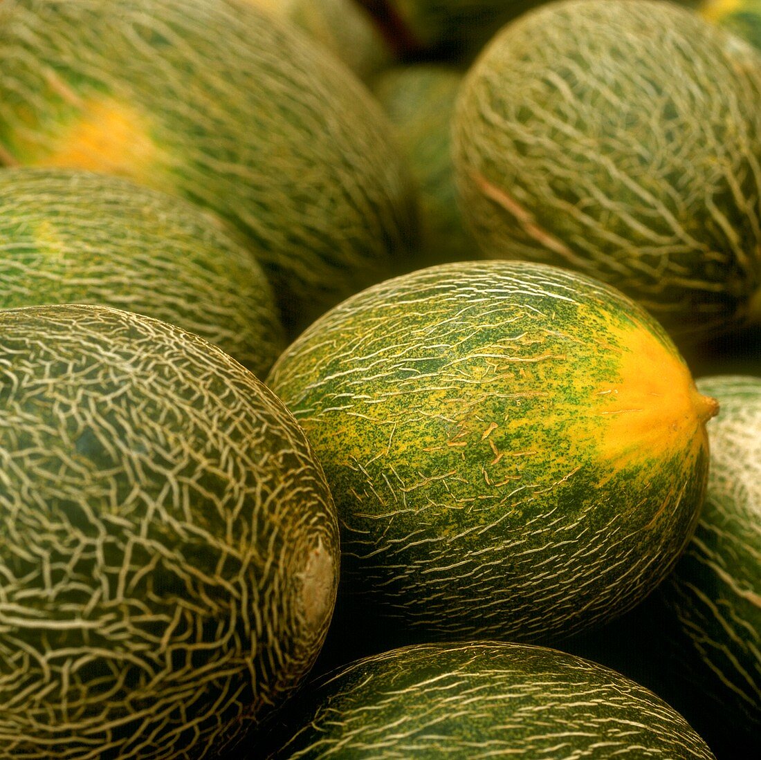 Netted melon