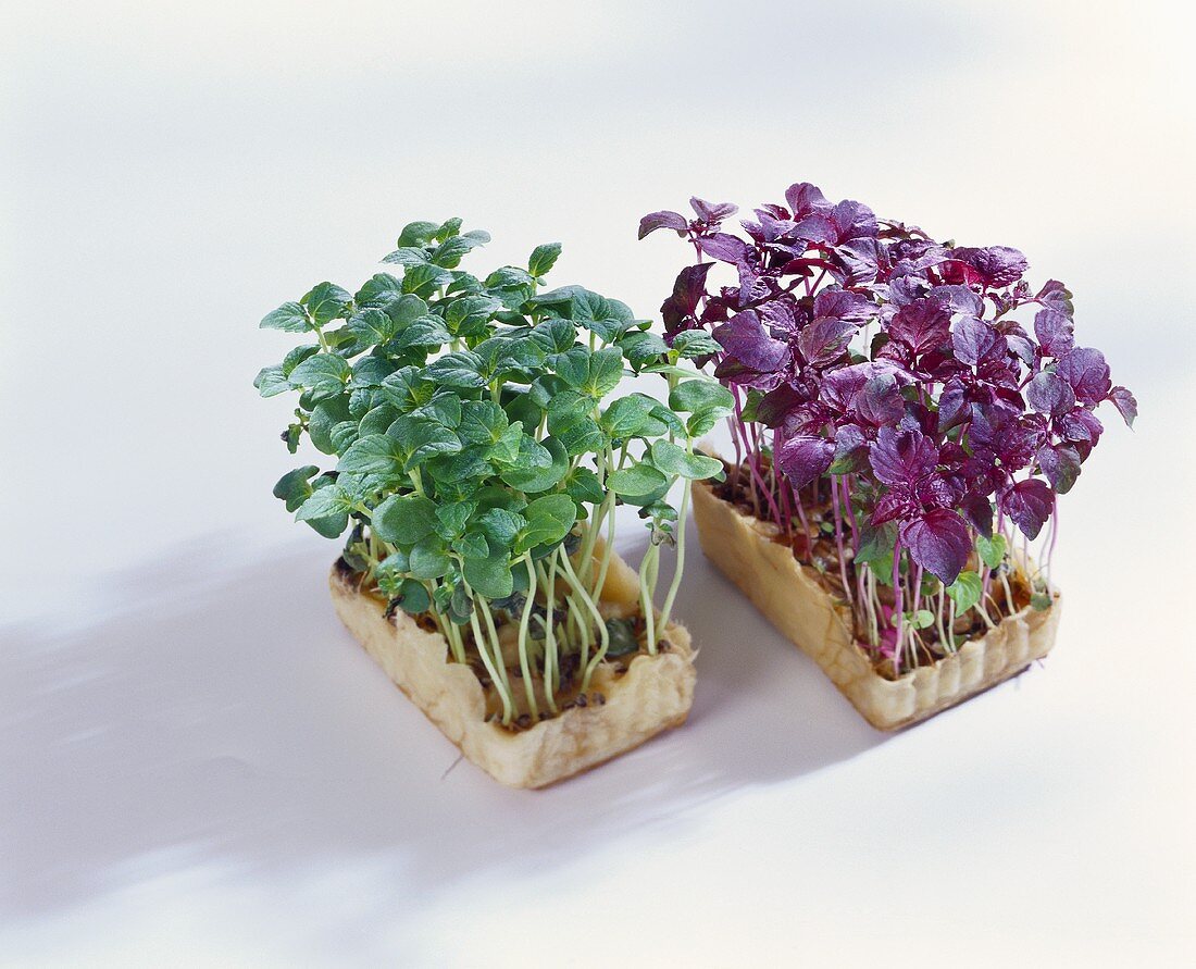 Young shiso cress in boxes