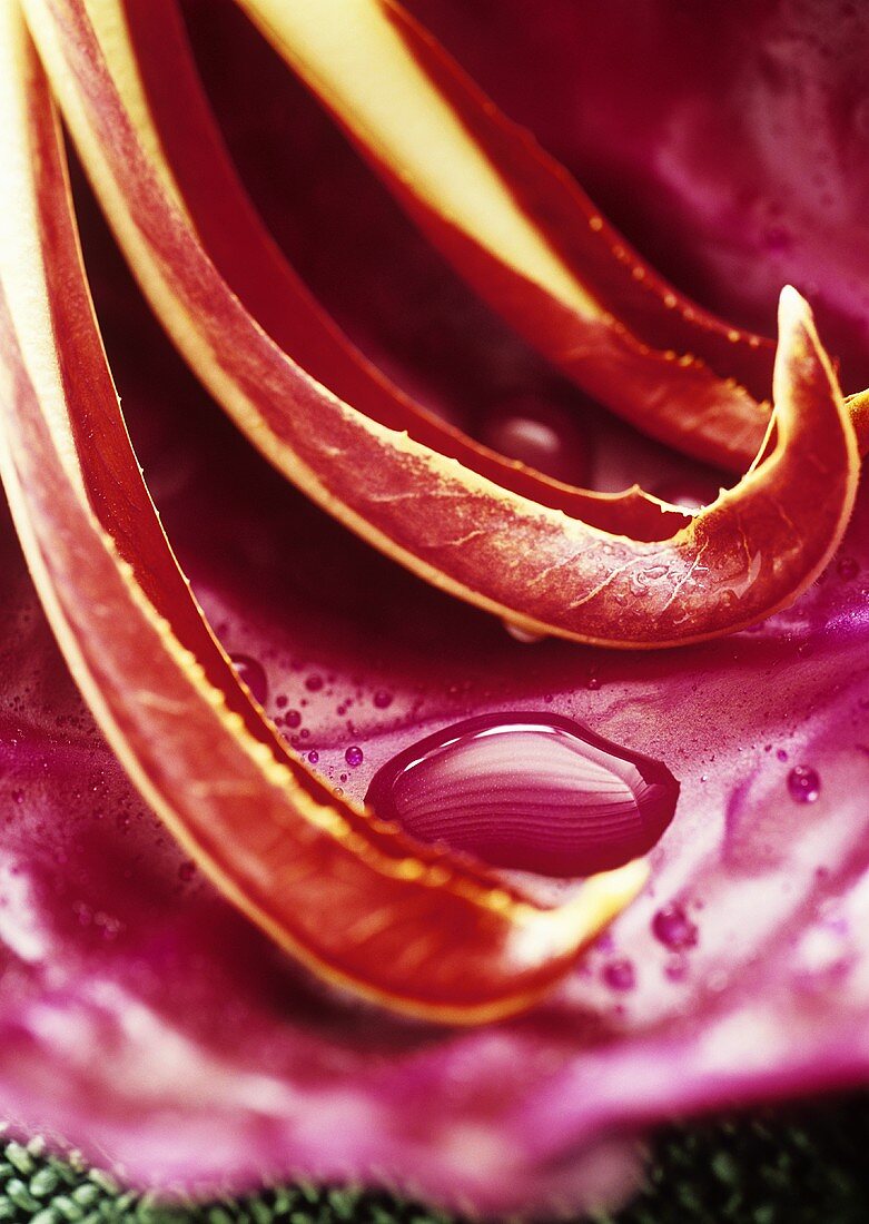Radicchio with drops of water (detail)