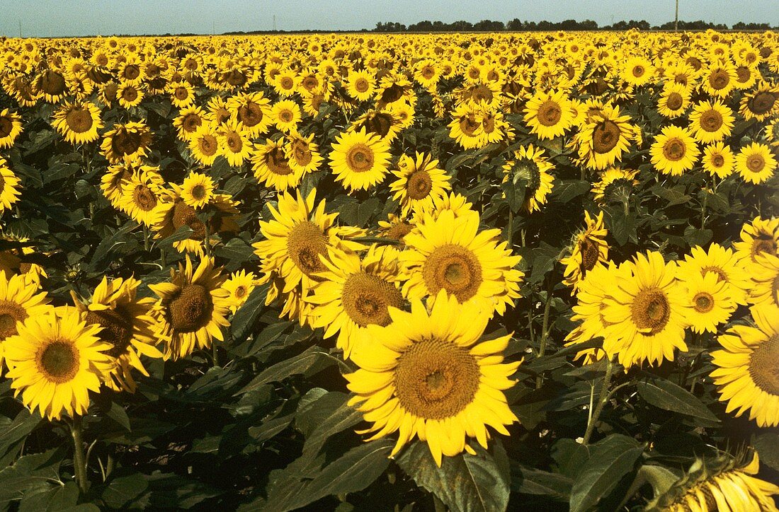 Sunflower Field