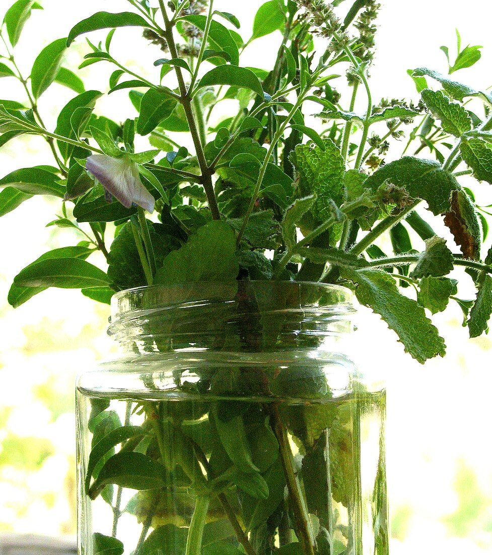 Bunch of herbs in glass of water