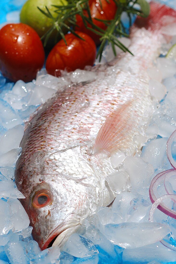 Fresh sea bream on ice; tomatoes; rosemary