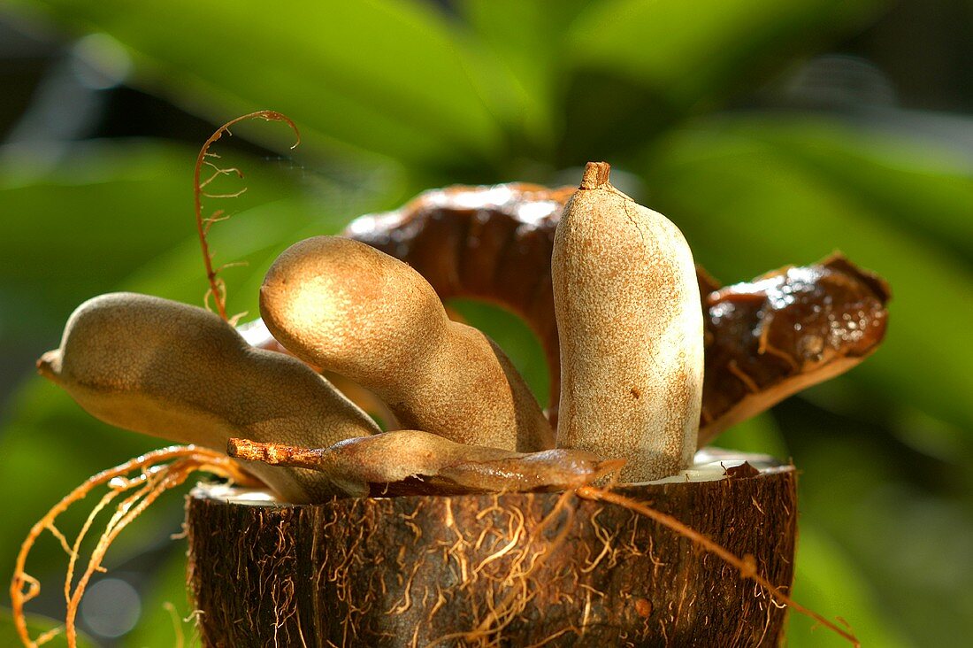 Tamarinden in ausgehöhlter Kokosnuss
