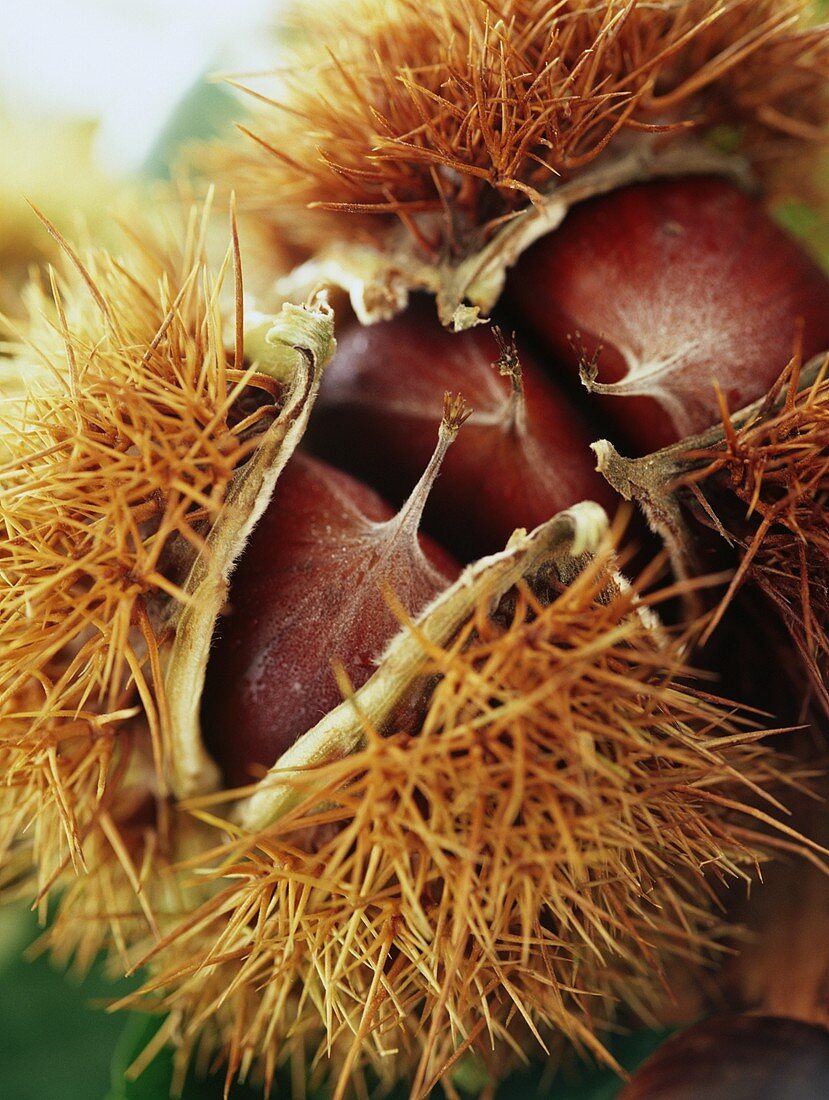 Sweet chestnuts with shells