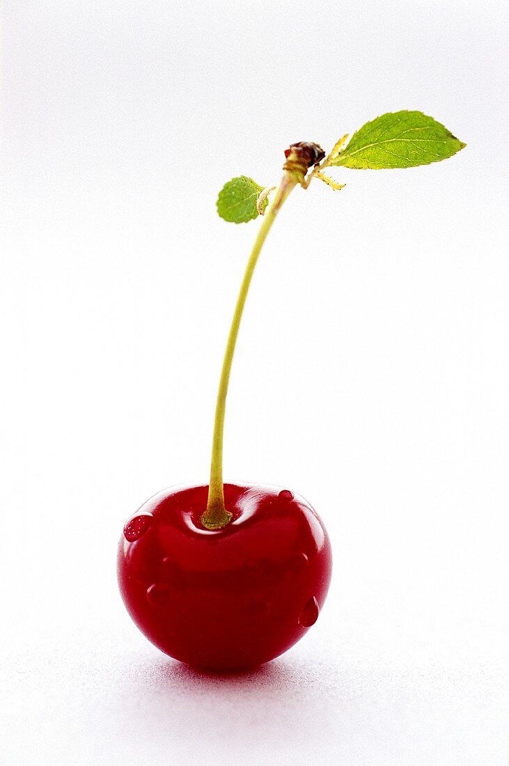 Sour cherry with large drops of water