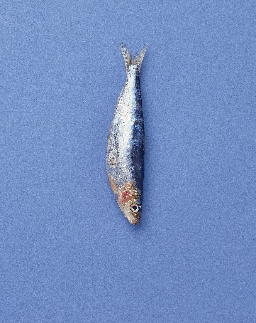 Sardine on blue background