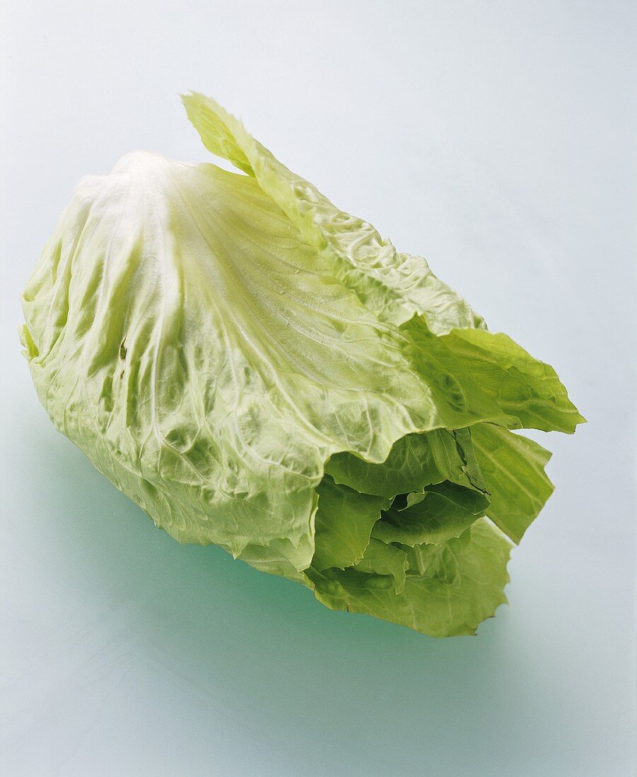 Green sugar loaf lettuce with the tip cut off