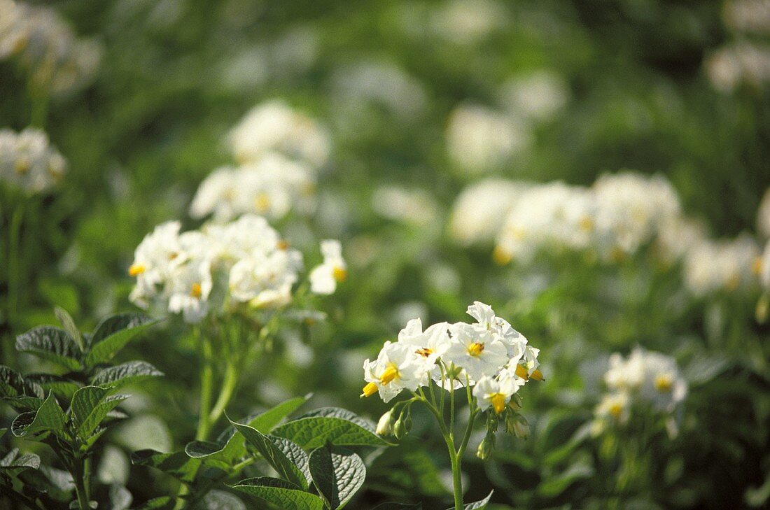 Blühende Kartoffelpflanzen auf dem Feld