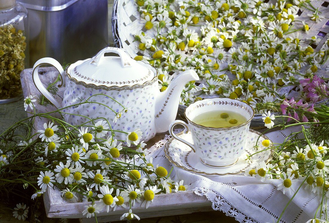 Camomile tea in a cup, teapot, fresh camomile flowers