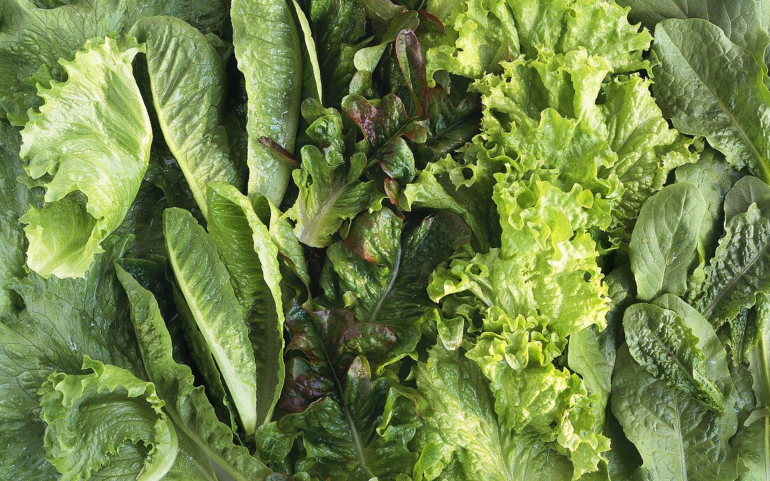 Various salad leaves (close-up)