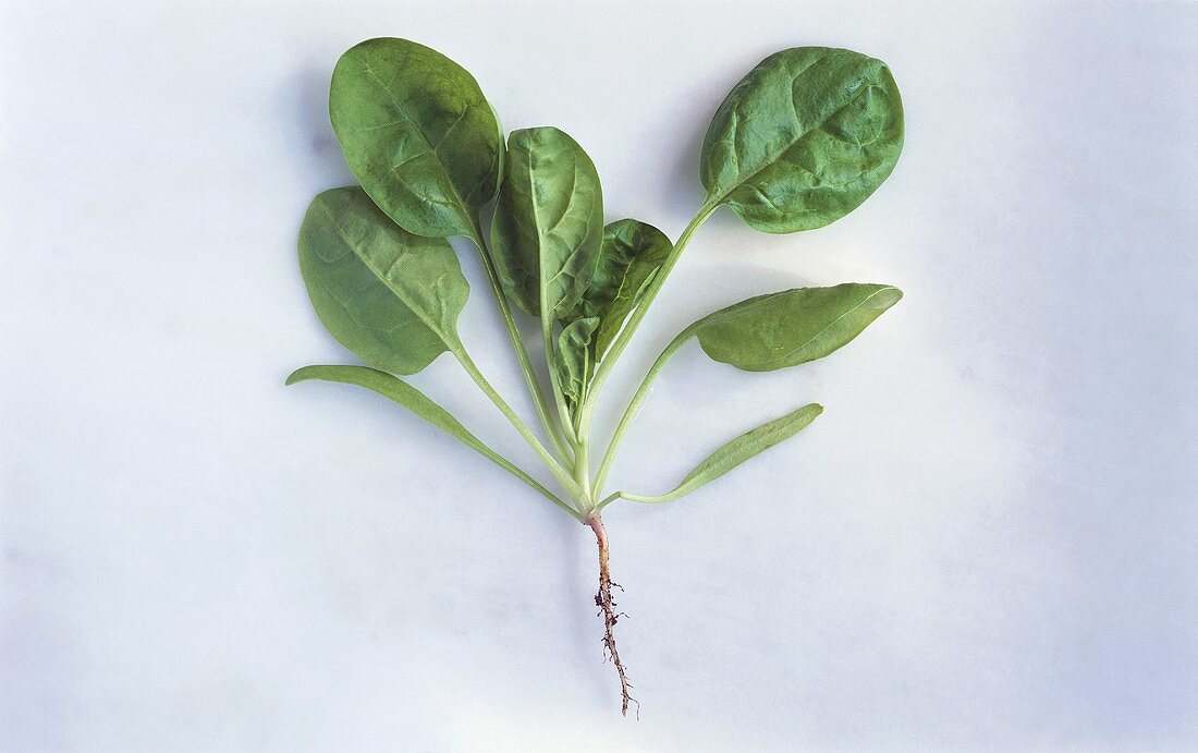 A spinach plant