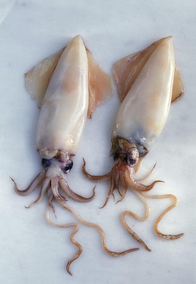 Two cuttlefish
