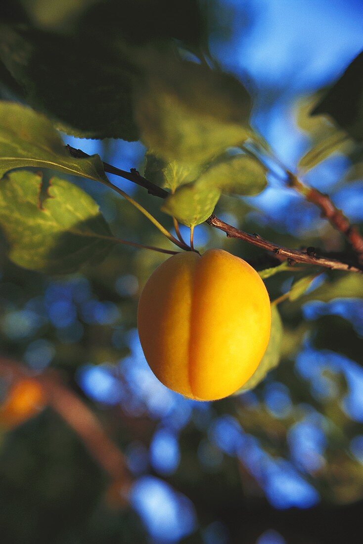 An apricot (Wachau Valley apricot) on a branch