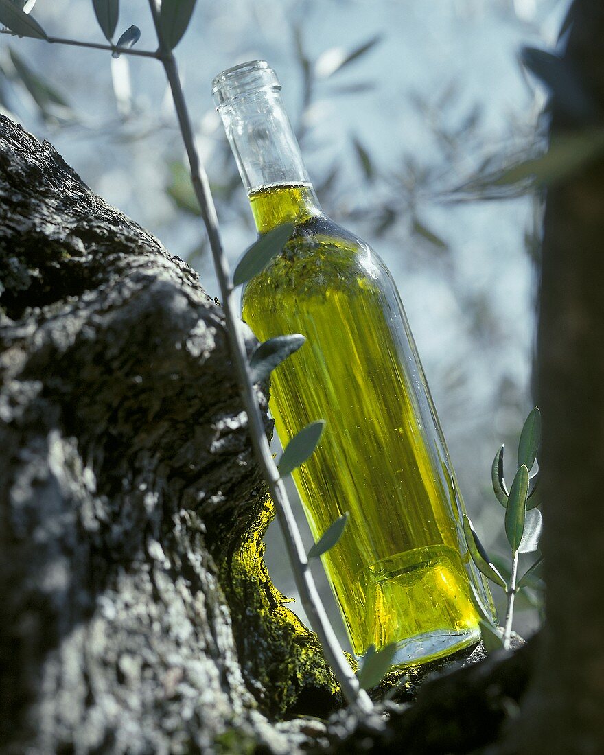 A bottle of olive oil leaning against an olive tree