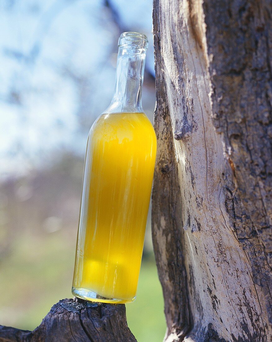 Eine Flasche neues Olivenöl an einen Baum angelehnt